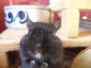 Mäuse kaufen und verkaufen bei markt.de maus