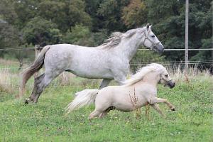 pferde, pony