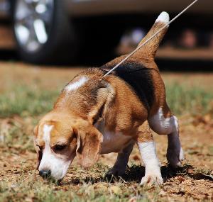 Hunde