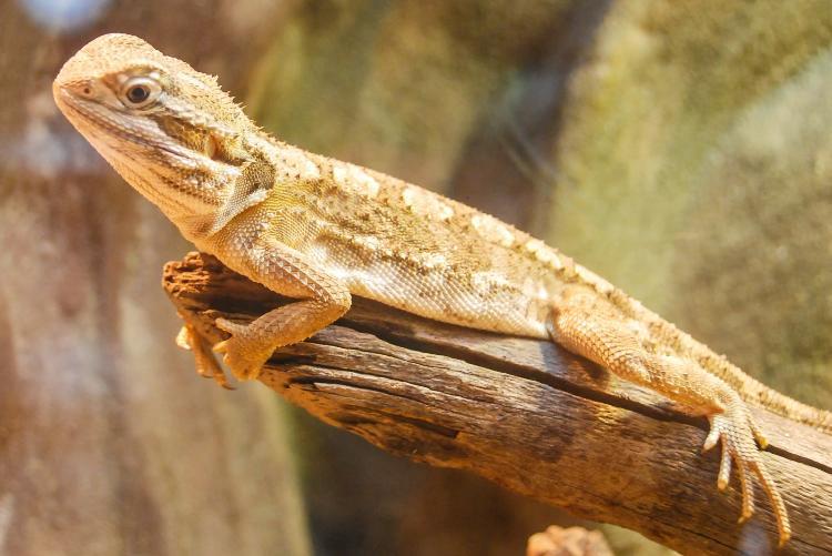 Die Zwergbartagame Terrarium Haltung, Zucht und Fortpflanzung markt.de