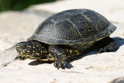 Europäische Sumpfschildkröte im Portrait Haltung, Ernährung und Zucht