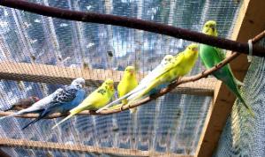 Wellensittiche kaufen und verkaufen bei markt.de vögel, wellensittich
