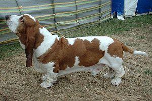 Basset Hound - Photo by Sannse, Wikimedia basset hound