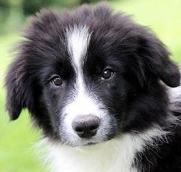 55+ Brown Chow Chow Border Collie Mix