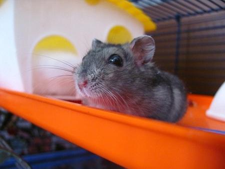 Hamster Hamster im Käfig