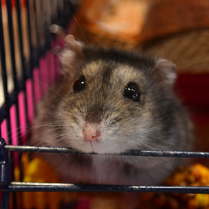Hamster in Käfig