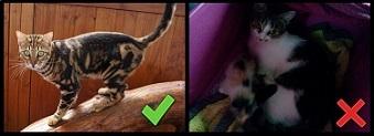Das linke Bild zeigt eine gute Katzenaufnahme, während das rechte Bild zu dunkel ist und die Katze nicht gut präsentiert.