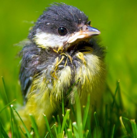 Nicht jedes Tier ist auf Ihre Hilfe angewiesen. Bild junger Vogel