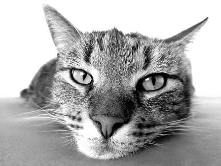 Katze Katze
