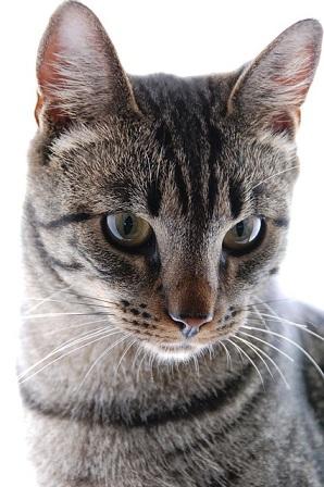 Katze Katze