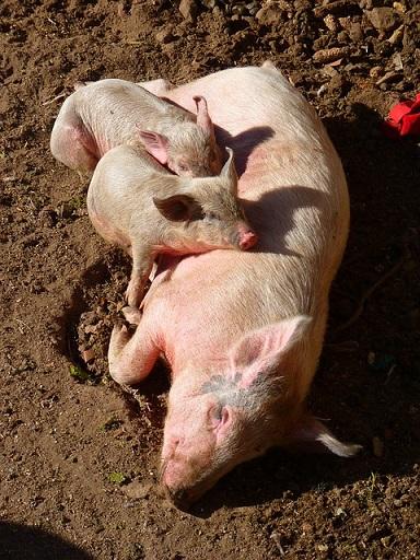 Sau mit Ferkeln schwein
