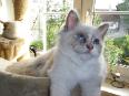 Birmakatze Birma