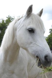 Welsh Pony - markt.de Kleinanzeige Welsh Pony