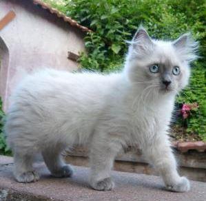 Ragdoll Katzen und Ragdoll Kitten kaufen | markt.de Kleinanzeigen