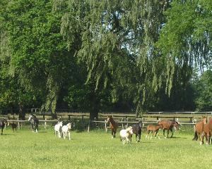 Beispiel Reitkurse Kleinanzeige in Norderstedt Reitunterricht - Idylle in Norderstedt