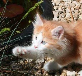 Norwegische Waldkatzen Kitten In Saarland Kaufen