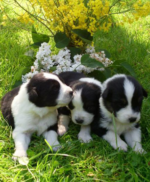 Hundewelpen Kleinanzeigen Beispiel welpen zu verkaufen