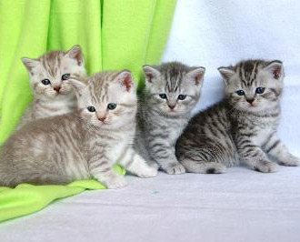 Katzenwelpen Kleinanzeigen Beispiel Katzenwelpen abzugeben