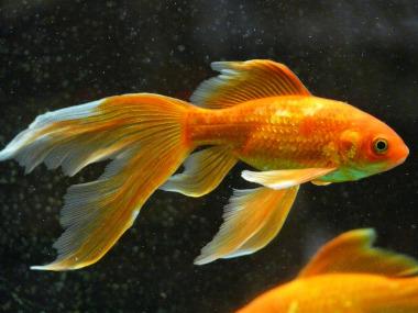 Goldfisch im Aquarium