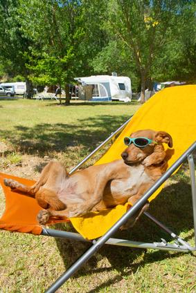 Bild: Camping mit dem Hund