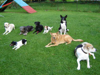 Traningszeit in der Hundeschule Hundeschule