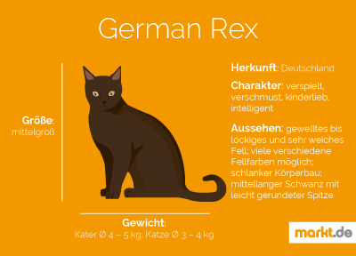 Grafik German Rex