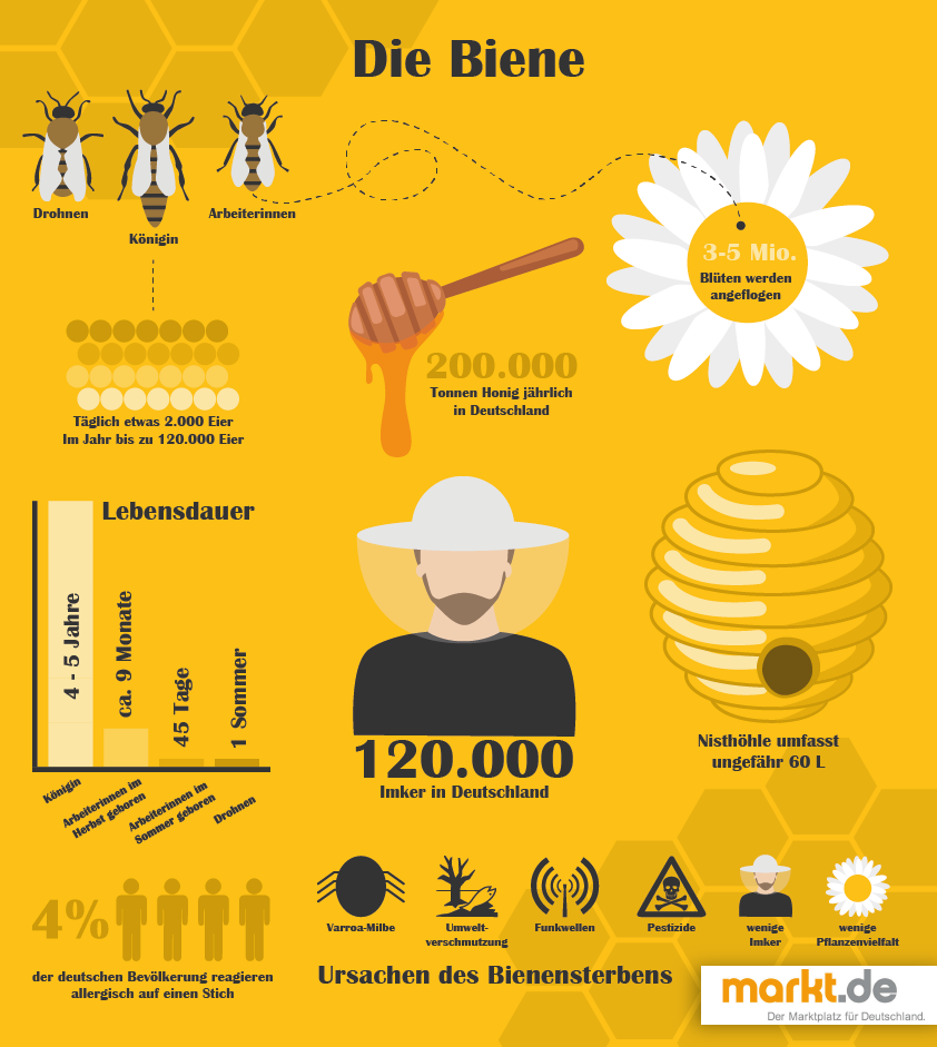 Bild Imker mit Bienen und Informationen