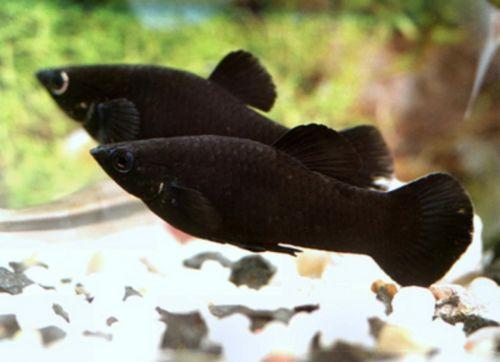 Black Molly im Aquarium