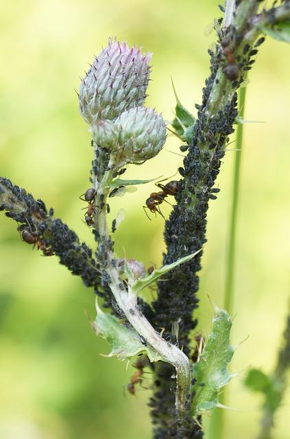 Blattläuse und Ameisen an Pflanze