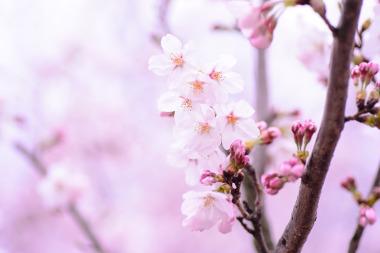 Die Blütezeit der Zierkirsche geht von April bis Mai. Bild Blüten der Säulen-Zierkirsche