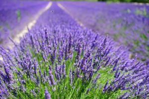 Bild Lavendel Vorgarten