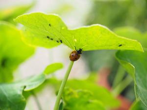 Marienkäfer und Blattläuse an Blatt