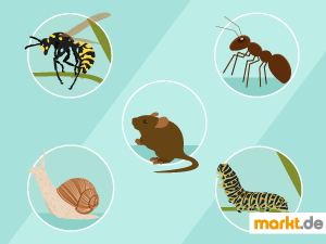 Tipps rund um die tierischen Bewohner eines Gartens. Grafik verschiedene Tiere im Garten