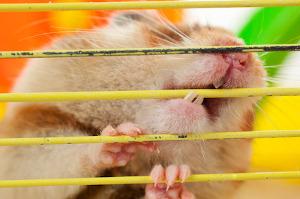 Hamster nagt am Käfig