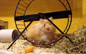 Hamster im Hamsterrad