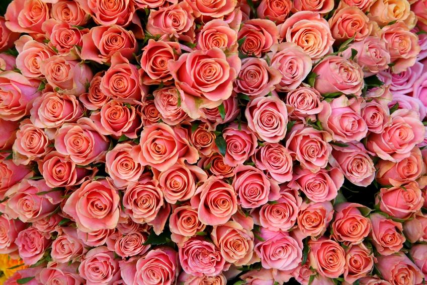 Bild Hochzeits Blumen Rosen