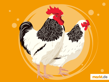 Sussex Hühner fliegen nur ungern. Sussex Huhn Hahn und Henne