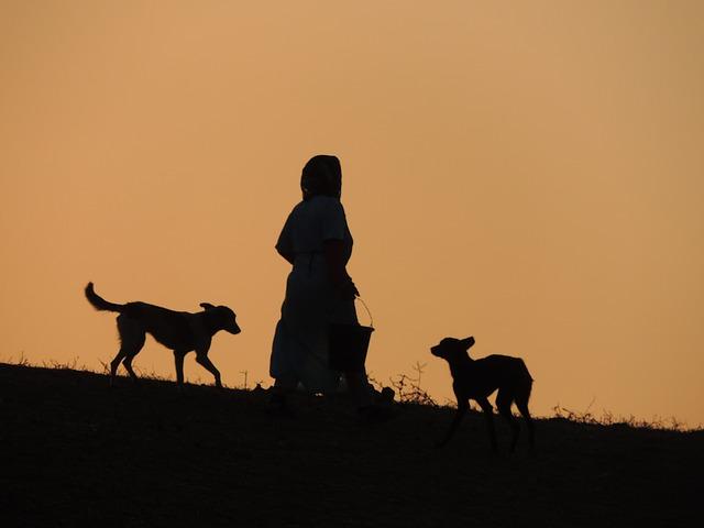 Bild Hunde bei Sonnenuntergang