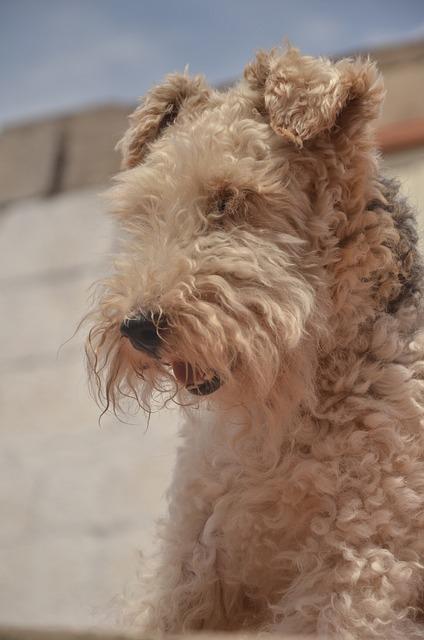 Airedale Terrier Bild Airedale Terrier