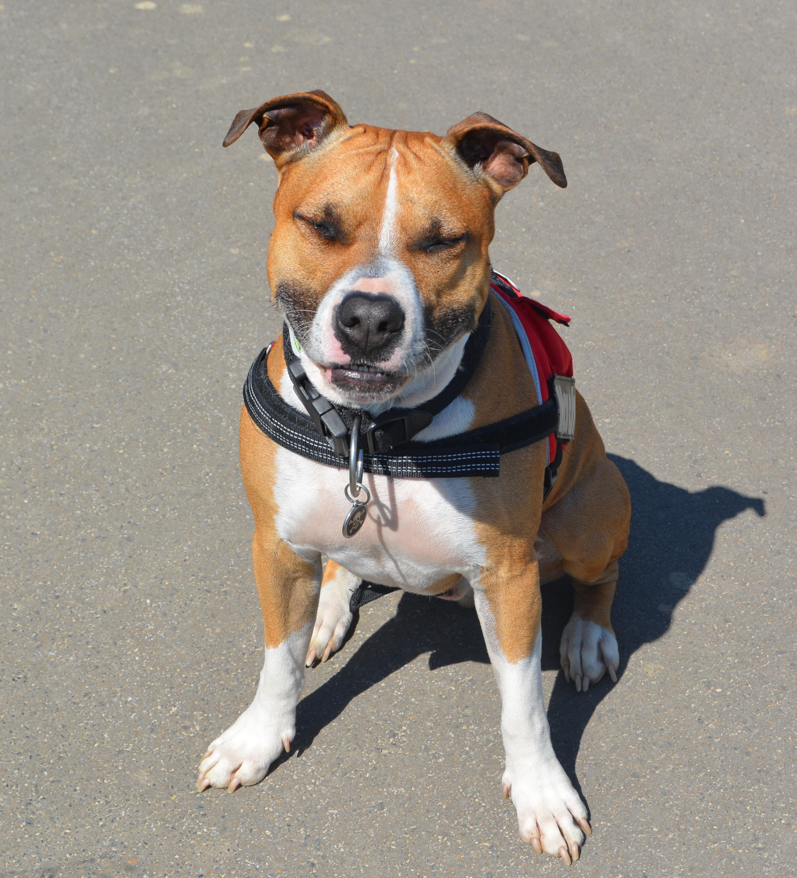 63+ Blue Cane Corso Boxer Mix