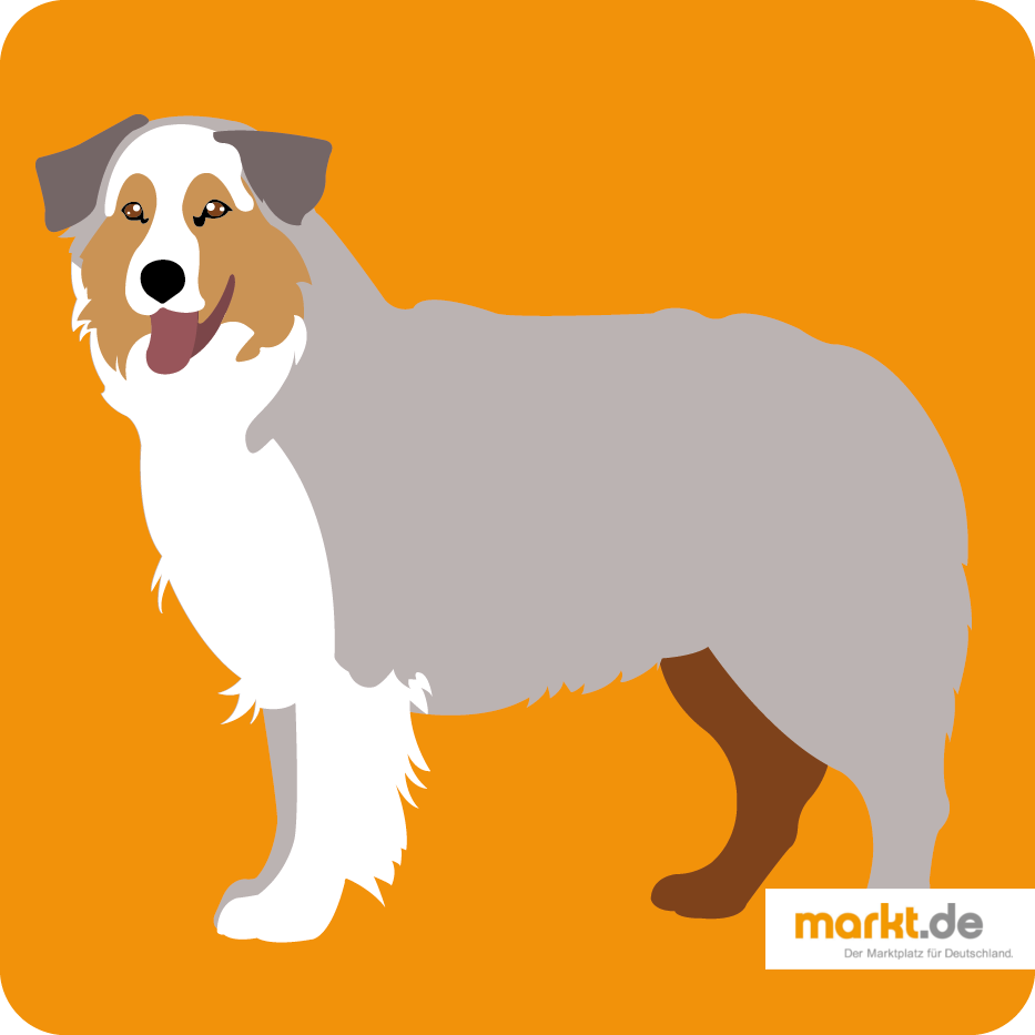 Australian Shepherd Rasseportrait