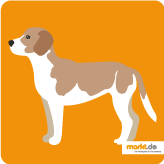 Der Beagle Harrier - die Hunderasse im Portrait Bild Beagle Harrier