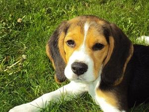 Beagle.