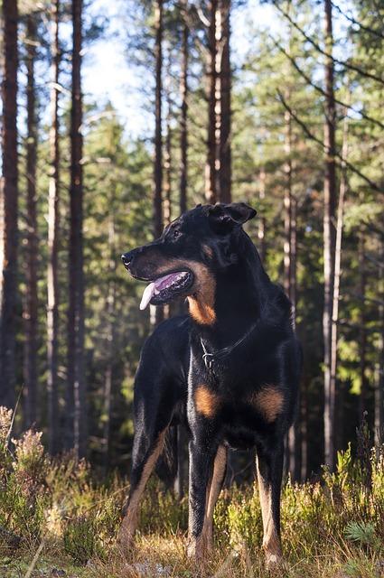 Beauceron in Wald
