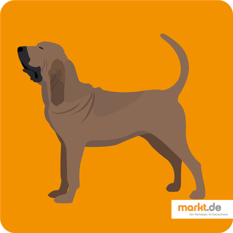 Bild Bloodhound
