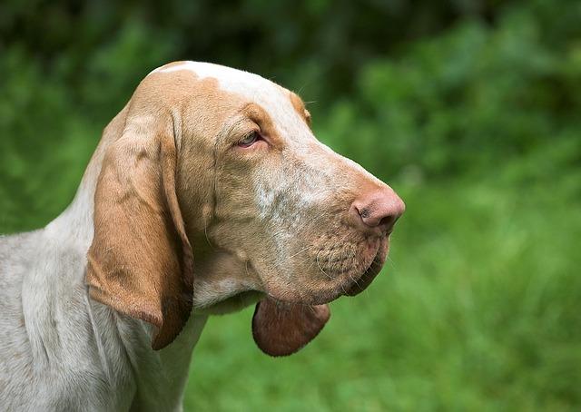braun-weißer Bloodhound