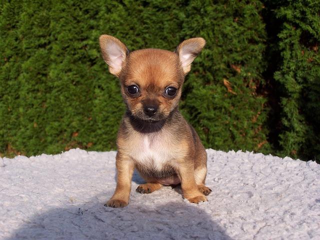 Bild Chihuahua
