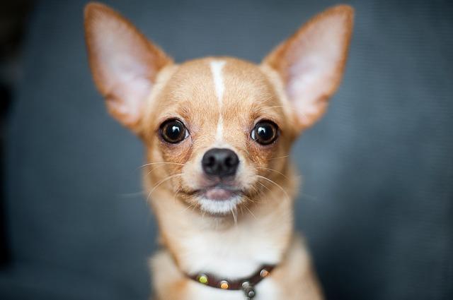 eine gesunde Mindestgröße unterscheidet Chihuahuas von Teacup-Hunden