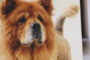 Chow-Chow Charakter