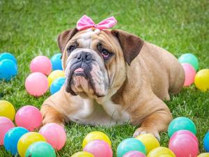 Englische Bulldogge Familienhund